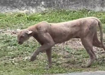 Avistamiento de puma en Monterrey alerta a residentes