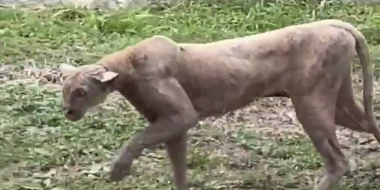 Avistamiento de puma en Monterrey alerta a residentes
