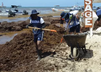 Histórico operativo: limpian 8 mil toneladas de sargazo en Playa del Carmen