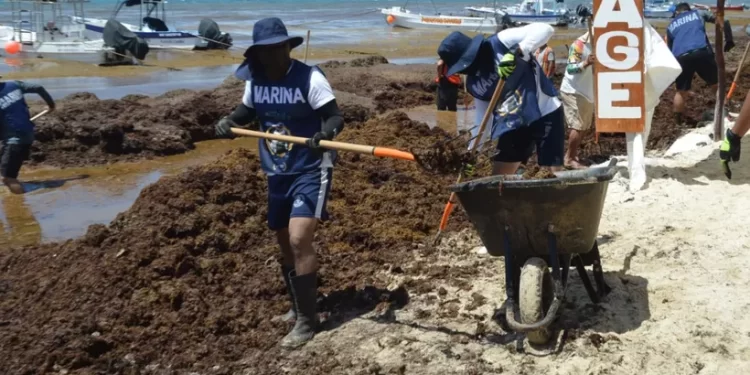 Histórico operativo: limpian 8 mil toneladas de sargazo en Playa del Carmen