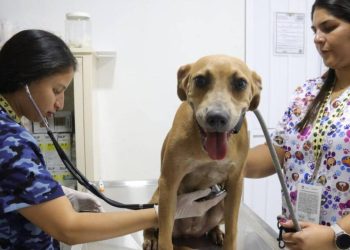 Maltrato animal en Cancún: comercialización clandestina sigue en aumento