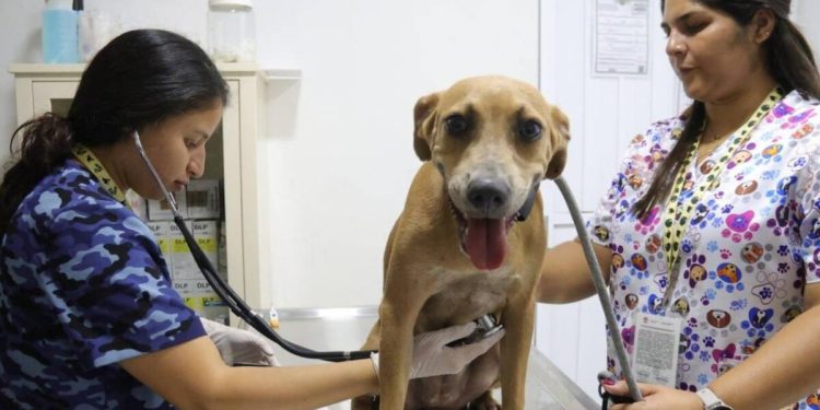 Maltrato animal en Cancún: comercialización clandestina sigue en aumento