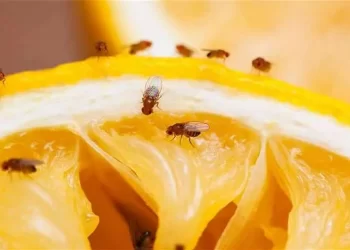 Mosca estéril: así combate Quintana Roo al enemigo invisible del campo