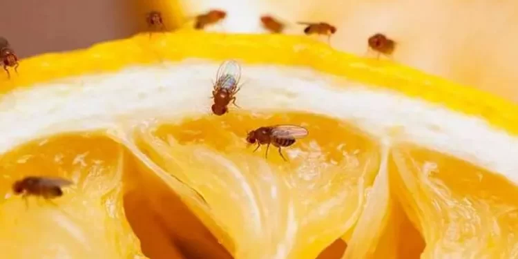 Mosca estéril: así combate Quintana Roo al enemigo invisible del campo