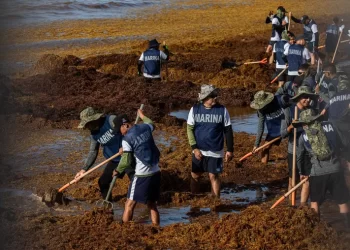 Playa del Carmen refuerza lucha contra el sargazo con ayuda de la Marina