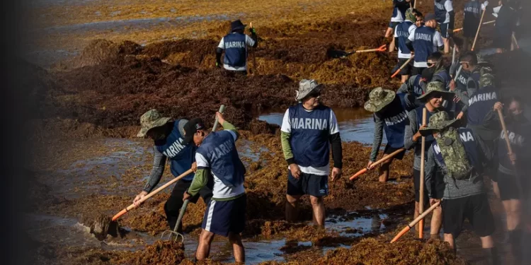Playa del Carmen refuerza lucha contra el sargazo con ayuda de la Marina