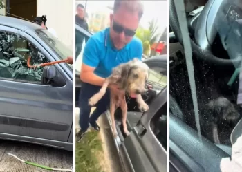 Rescatan a Sunny, abuelito perrito de 13 años atrapado en un coche en plena ola de calor