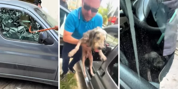 Rescatan a Sunny, abuelito perrito de 13 años atrapado en un coche en plena ola de calor