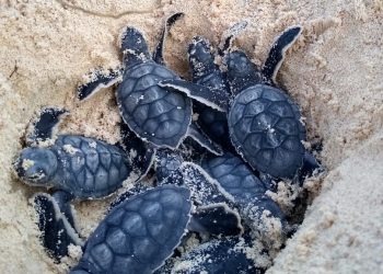 Nacen las primeras tortugas marinas en Cozumel