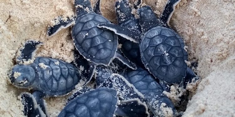 Nacen las primeras tortugas marinas en Cozumel
