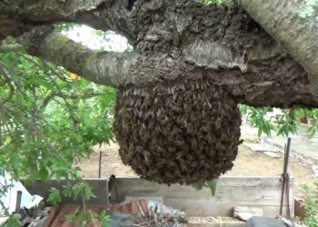 Enjambre de abejas en López Mateos aterra a vecinos