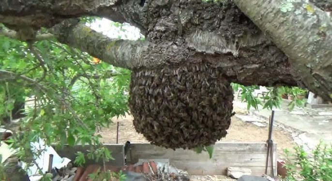 Enjambre de abejas en López Mateos aterra a vecinos