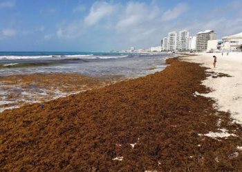 Sargazo rompe récord en el Caribe Mexicano 2025