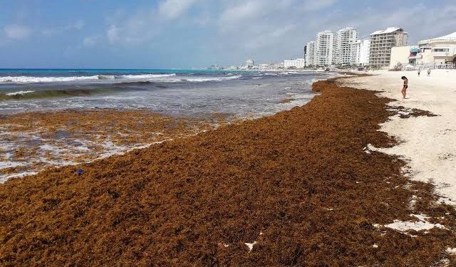 Sargazo rompe récord en el Caribe Mexicano 2025