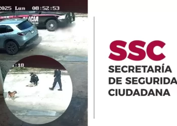 Policías estatales atropellan a perrito en Cancún