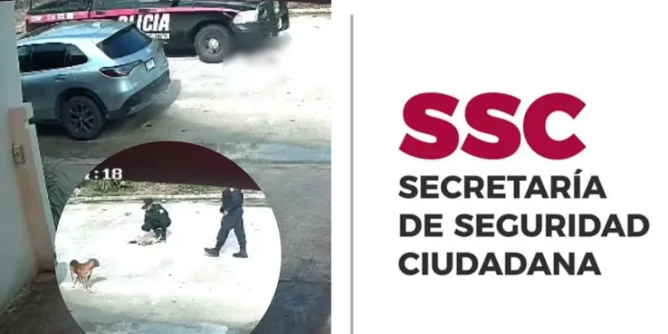 Policías estatales atropellan a perrito en Cancún