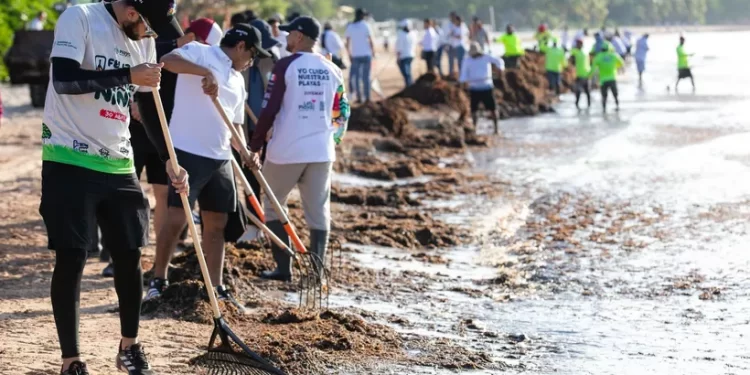 Más de 19 mil toneladas fuera del mar en Playa del Carmen