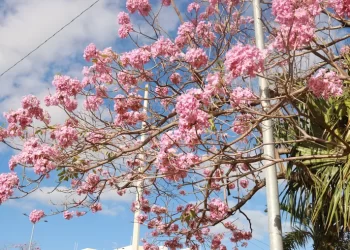 Árboles de Maculís en Cancún vestirán el centro de rosa