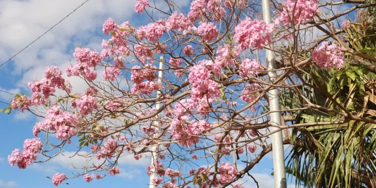 Árboles de Maculís en Cancún vestirán el centro de rosa
