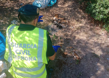 Detienen maltratador tras muerte de cachorros