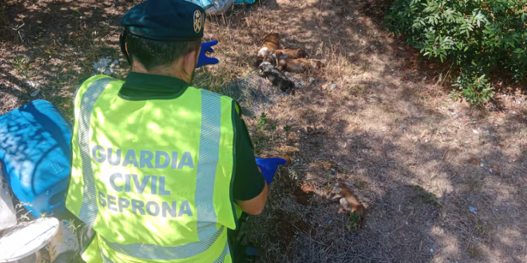 Detienen maltratador tras muerte de cachorros