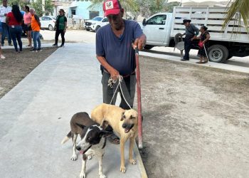 Esterilizan 50 perritos en Cancún: mañana, jornada para gatitos