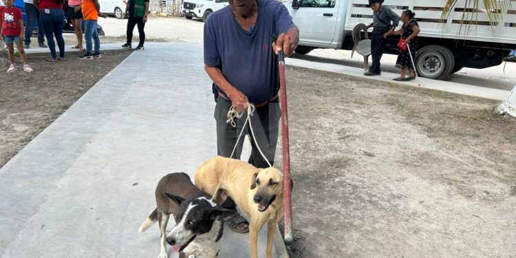 Esterilizan 50 perritos en Cancún: mañana, jornada para gatitos