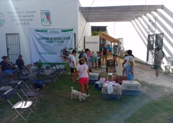 Campaña de esterilización de perros y gatos en Puerto Morelos