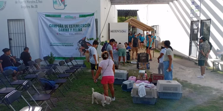 Campaña de esterilización de perros y gatos en Puerto Morelos