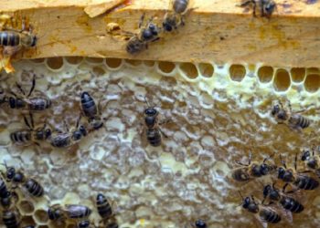 Crecimiento urbano golpea a abejas meliponas en Cancún