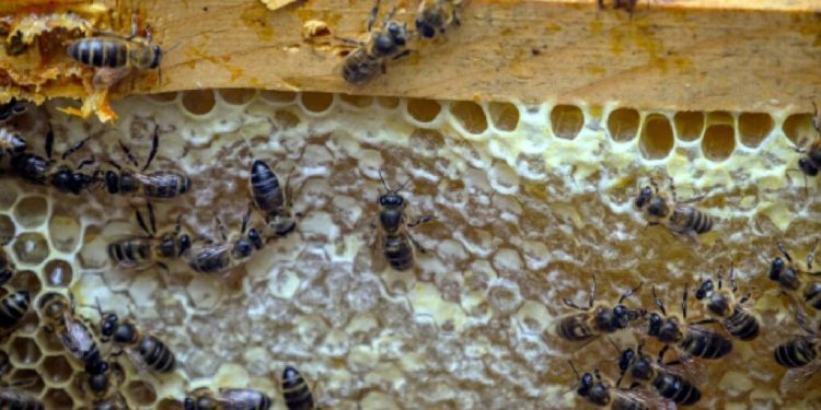 Crecimiento urbano golpea a abejas meliponas en Cancún