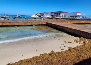 Retiran 20 toneladas de sargazo del malecón de Cozumel
