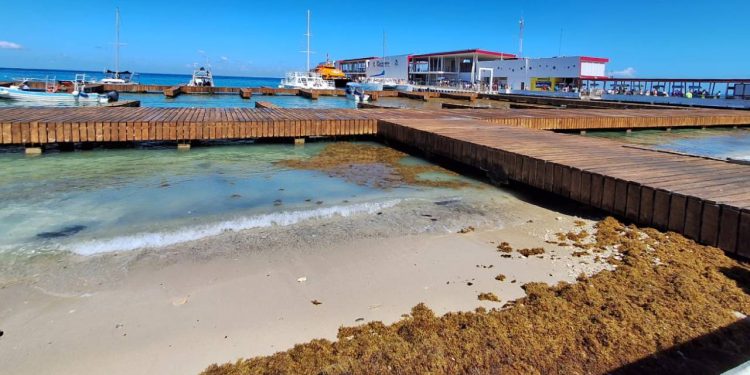 Retiran 20 toneladas de sargazo del malecón de Cozumel