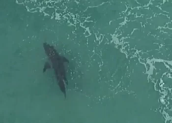 Tiburón en Playa del Carmen: cierran tramo de playa por precaución