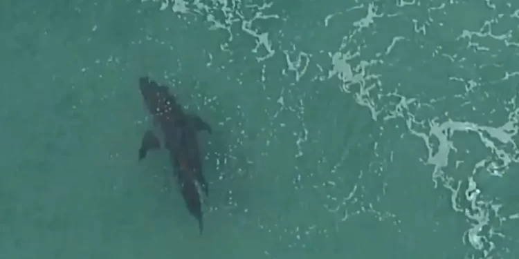 Tiburón en Playa del Carmen: cierran tramo de playa por precaución