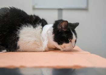 Alarmante aumento de envenenamiento de gatos en Cancún