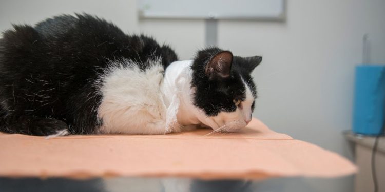 Alarmante aumento de envenenamiento de gatos en Cancún