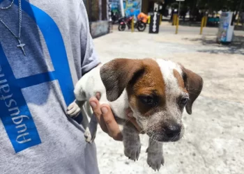 Rescatan a más de doce de perros víctimas de peleas clandestinas en Cancún