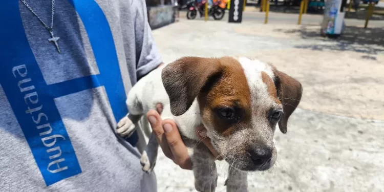 Rescatan a más de doce de perros víctimas de peleas clandestinas en Cancún