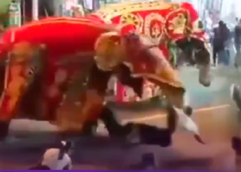 Elefante pierde control y causa terror masivo