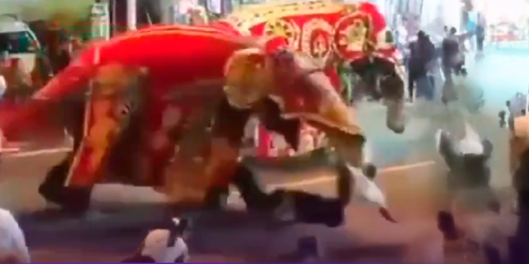 Elefante pierde control y causa terror masivo