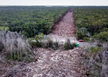 Deforestación en Quintana Roo: selvas arrasadas superan la reforestación