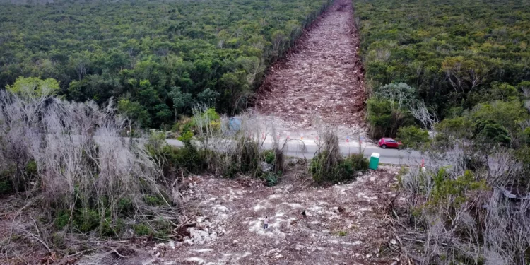Deforestación en Quintana Roo: selvas arrasadas superan la reforestación
