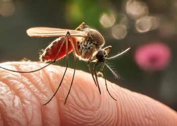 Confirman 118 casos de dengue y dos muertes en Quintana Roo durante 2025