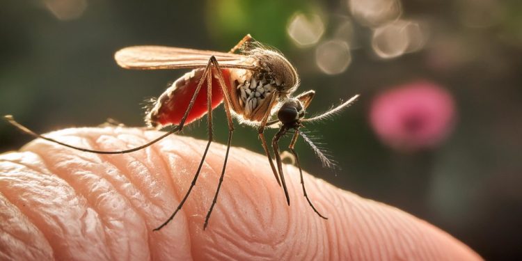 Confirman 118 casos de dengue y dos muertes en Quintana Roo durante 2025