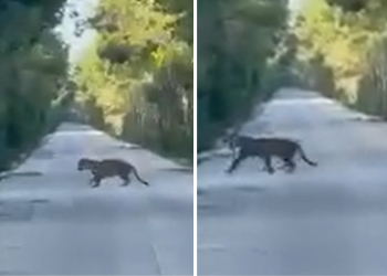VIDEO: Captan jaguar herido en Felipe Carrillo Puerto