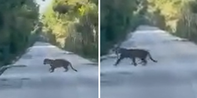 VIDEO: Captan jaguar herido en Felipe Carrillo Puerto