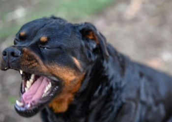 Rottweiler mata a niño de 9 años en Francia