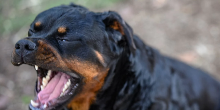 Rottweiler mata a niño de 9 años en Francia