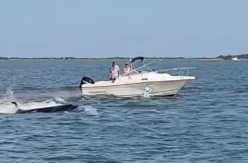 Ballena Minke muere tras chocar con un bote en New Jersey